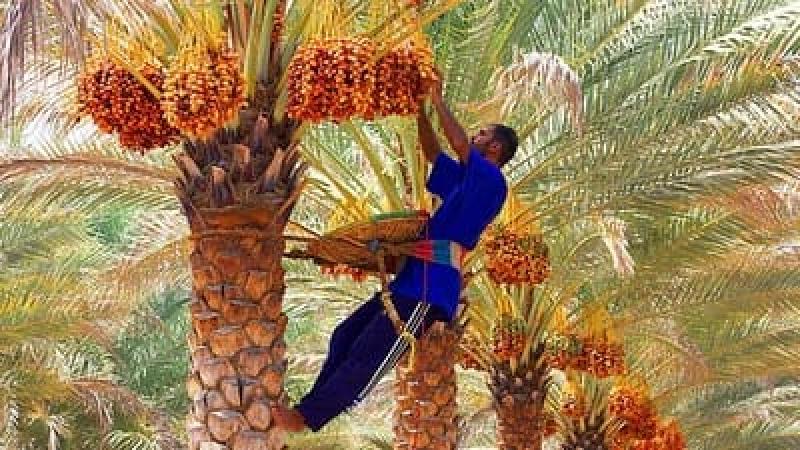 توصيات عاجلة لحماية التمور من موجات الحر