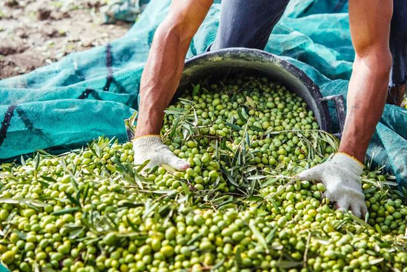خطة للوصول إلى أسواق تصديرية جديدة للزيتون المصري