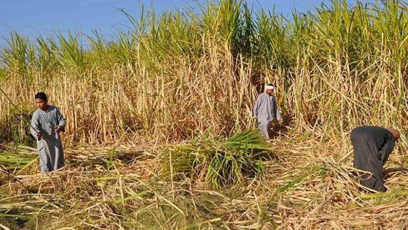 خطة لإنشاء مصنع سكر في الضبعة.. تفاصيل