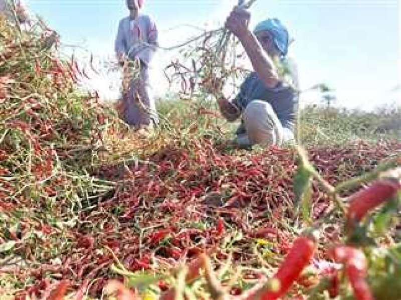 مملكة الشطة الحمراء في دلجا تنتعش.. ومزارعوها يطالبون بالدعم الحكومي
