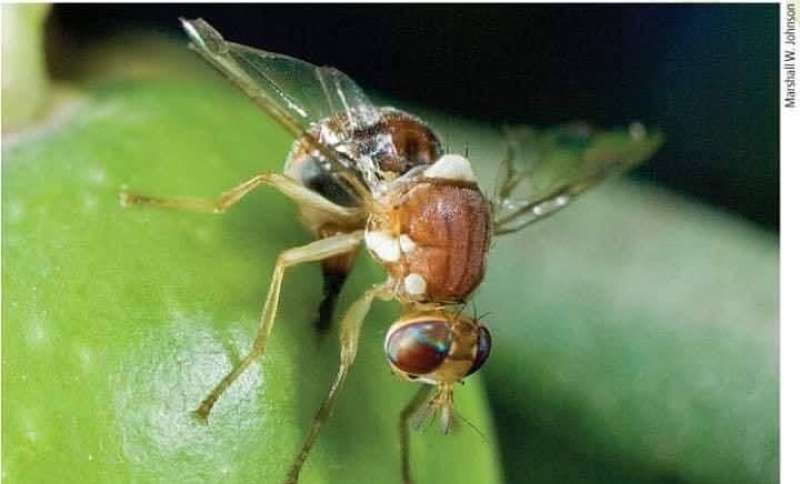 ذبابة الزيتون.. العدو الخفي لثمار الموسم