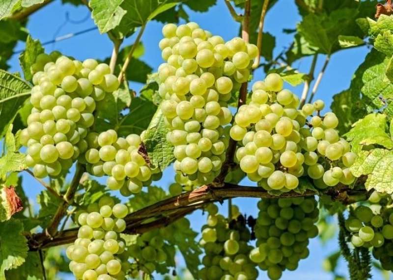 عنب البرازيل يغيب عن السوق الأمريكية بفعل الرسوم المرتفعة