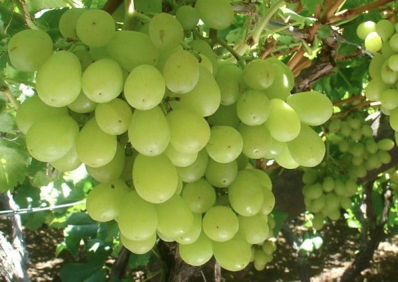 كيف تدمر  أعفان الثمار إنتاج العنب