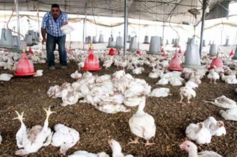 علماء يكشفون سر خسائر مزارع الدواجن الكبرى