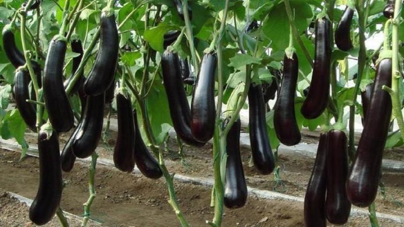 كيف تربح من الباذنجان في عز الركود؟