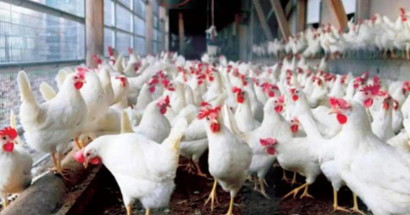 منتجو الدواجن يطالبون بفتح عاجل للتصدير