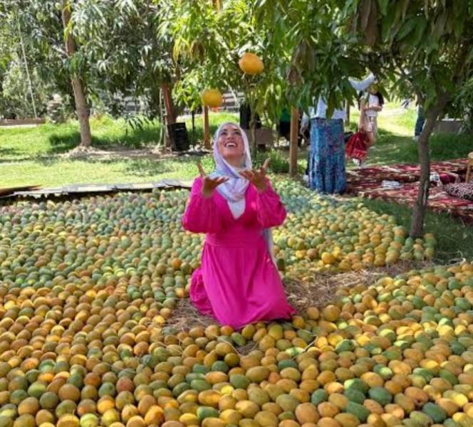كرنفال المانجو ينطلق بالإسماعيلية الجمعة 8 أغسطس