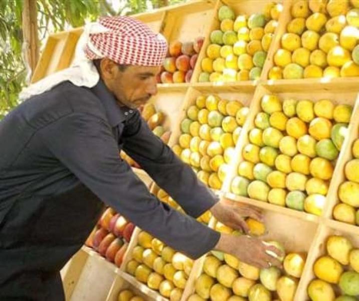 حصاد الإسماعيلية يقلب الموازين.. تراجع كبير فى أسعار المانجو خلال أيام