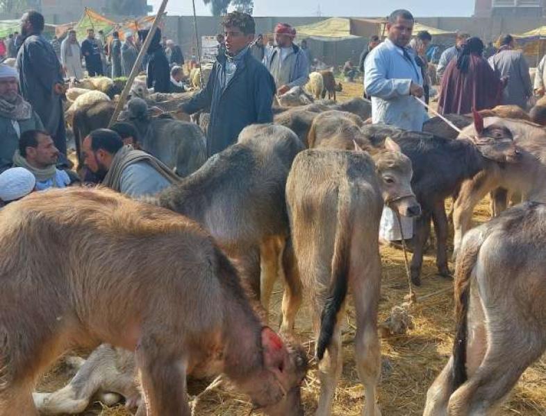 صدمة في الأسواق.. الماشية الحية بلا طلب