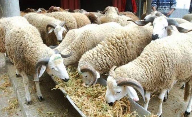 تربية الأغنام: الطريق الأسرع نحو اكتفاء اللحوم