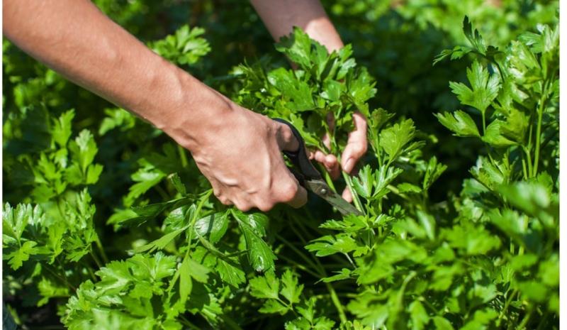 خطوات نجاح زراعة الشبت من البذرة للحصاد