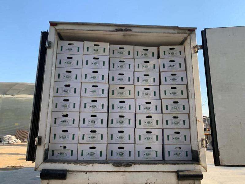 لأول مرة.. بطاطس مصرية ميني تيوبر تصل الأسواق الأوزبكية