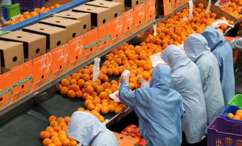 نقيب الزراعيين: تكويد المزارع يضع الزراعة المصرية في الصدارة