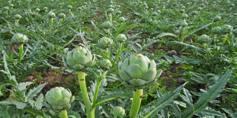 سر ازدهار الخرشوف يكمن في جيرانه