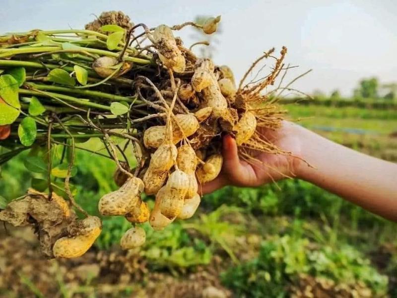 تعرف على أسرار نجاح زراعة الفول السوداني