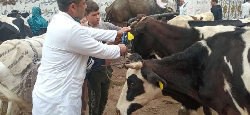بيطري البحيرة: تحصينات جديدة لحماية الأسواق من اللحوم الملوثة
