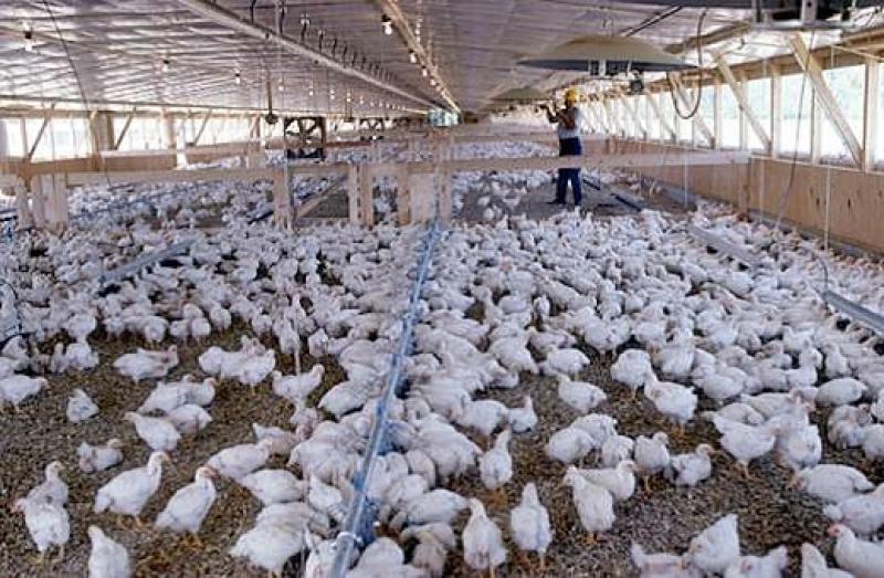 أمراض خطيرة تضرب الدواجن في الأنظمة المفتوحة
