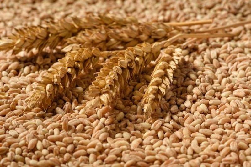اتفاق أمريكي إندونيسي يعزز تجارة القمح وفول الصويا