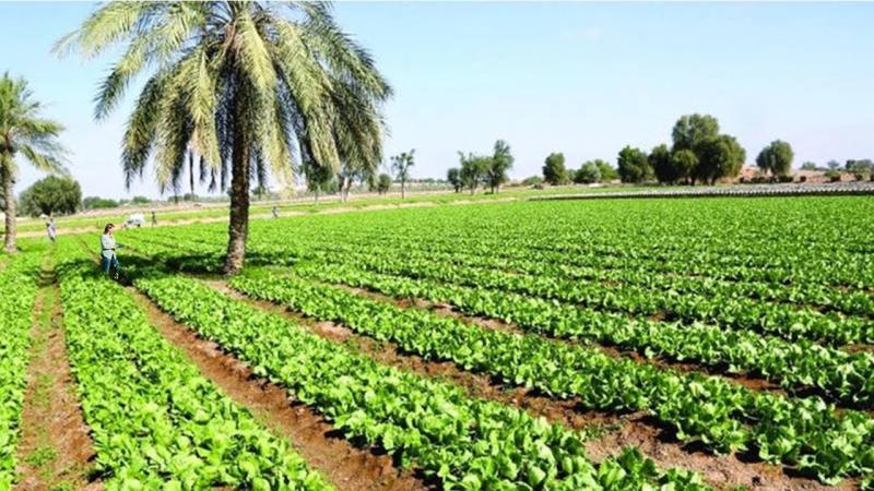 الزراعة توجه بالاستعداد لزراعة العروة الخريفي