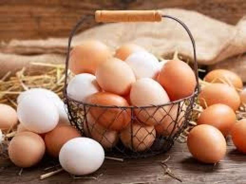 ارتفاع جديد لأسعار كرتونة البيض في المزارع والشركات اليوم الأحد