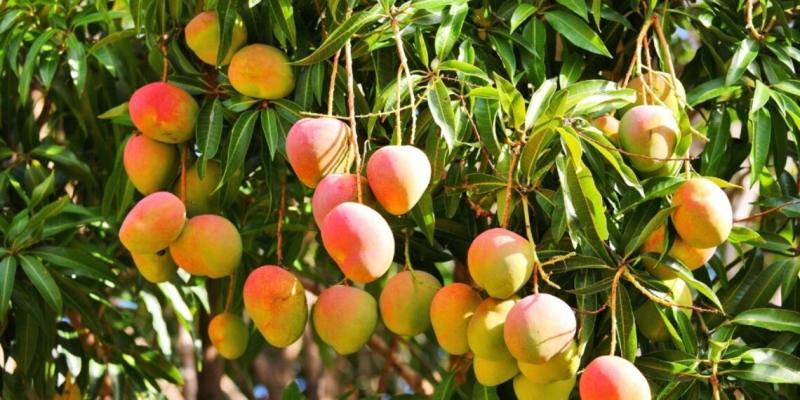 كارثة صامتة تهدد بساتين المانجو في مصر