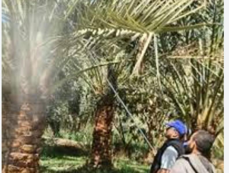 تلقيح النخيل آليًا يوفر الوقت ويزيد الإنتاج