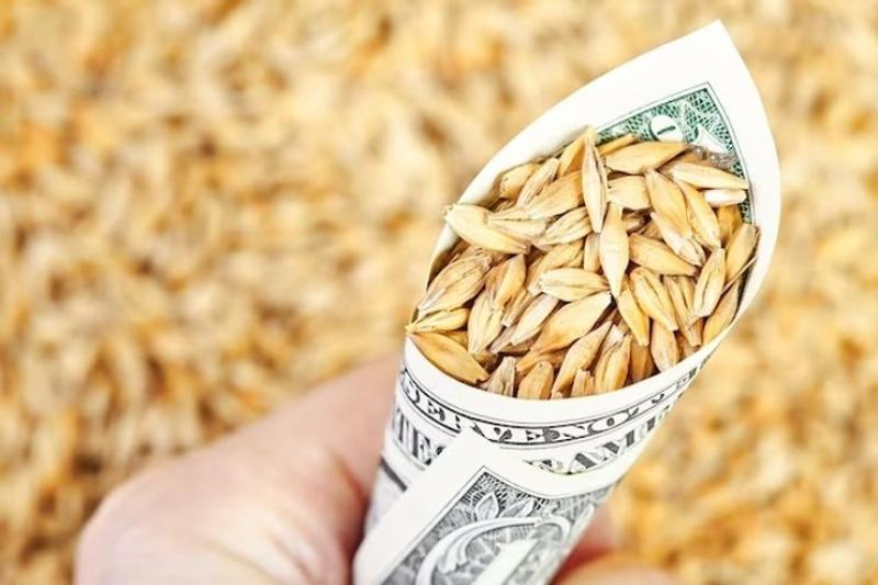 سوق الشعير الأوكراني يترقب نتائج المناقصة التركية وزيادة في الطلب المحلي