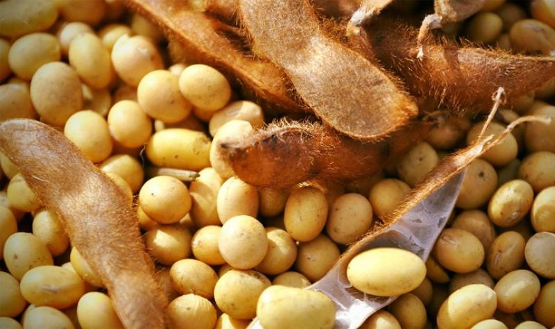 نيجيريا تضاعف إنتاج فول الصويا لتقليل واردات الزيوت وتعزيز الأمن الغذائي