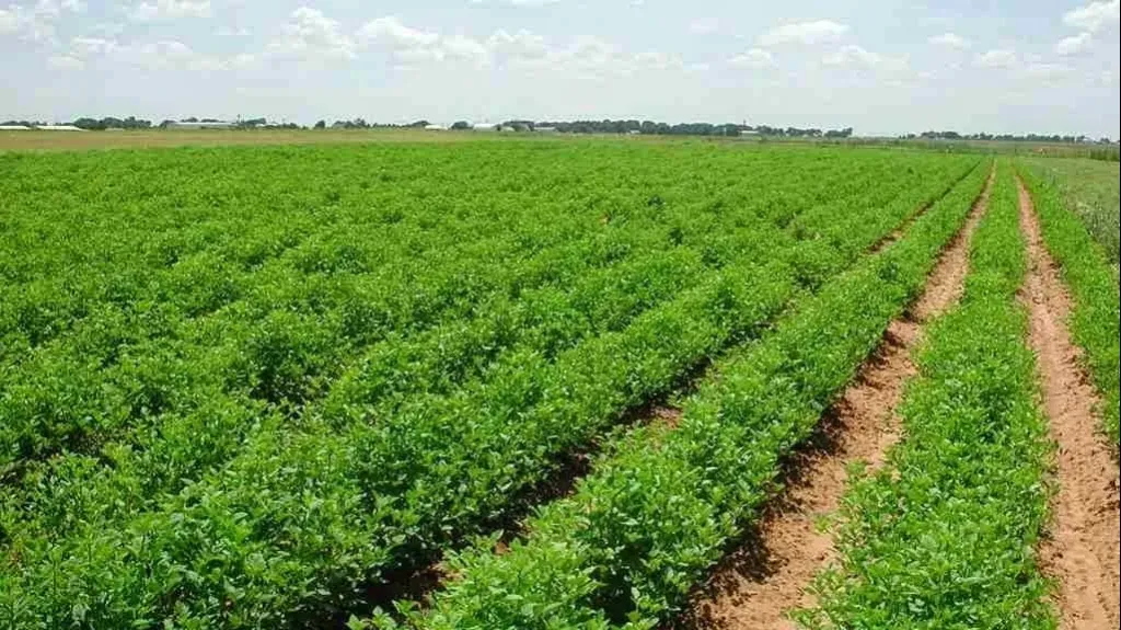 «جمعية الإصلاح الزراعي» تناشد الدولة: الفلاح يستحق تملك الأرض التي يزرعها