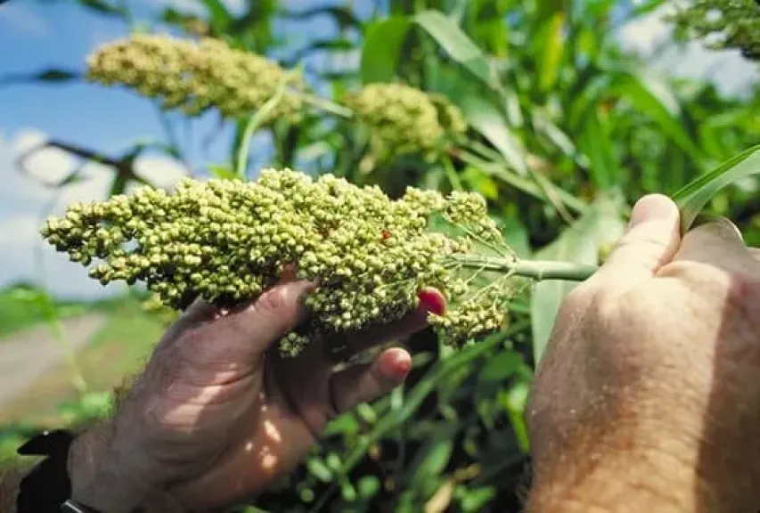 خطر العطش يهدد الذرة الرفيعة في الحقول
