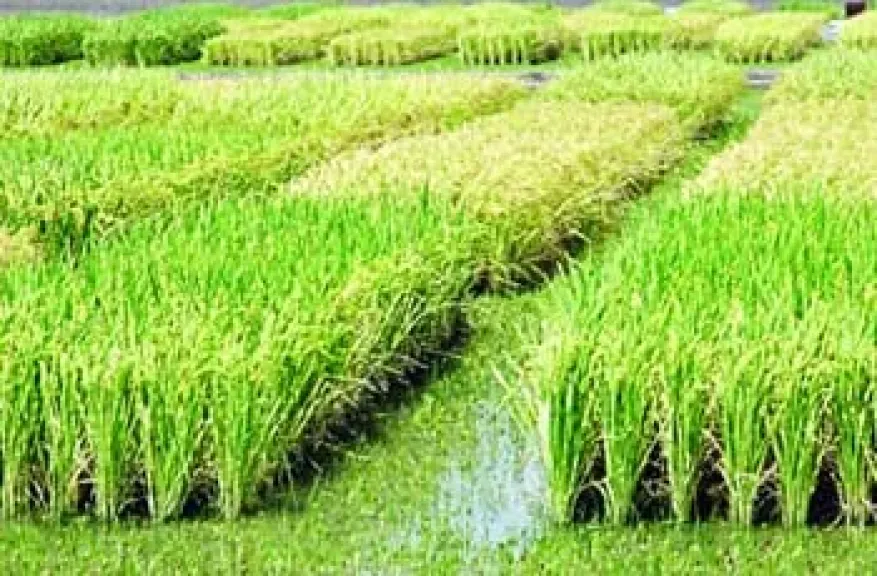 تفريع الأرز.. سر المحصول الوافر بين العلم والممارسة الزراعية