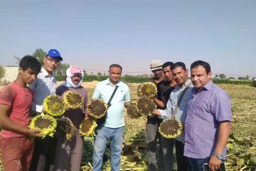 نجاح موسم حصاد عباد الشمس بالصعيد.. وتوسع واعد في الزراعة التعاقدية