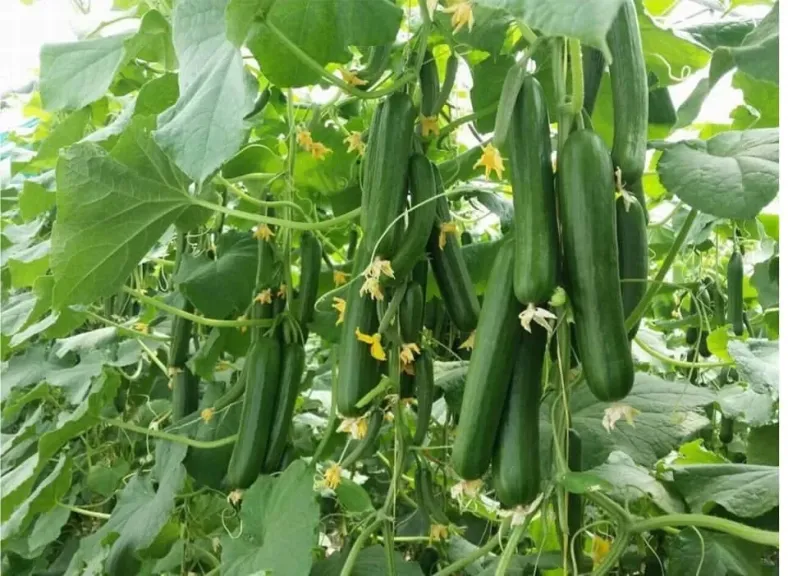  مشروعات الأمن الغذائي
