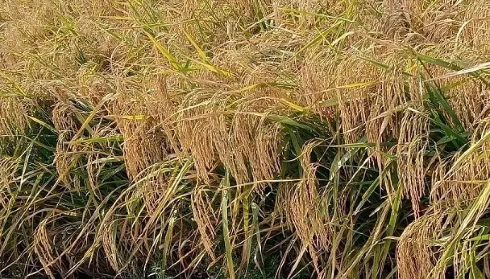 نجاح تبييض الأرز البسمتي يمهد الطريق للتصدير