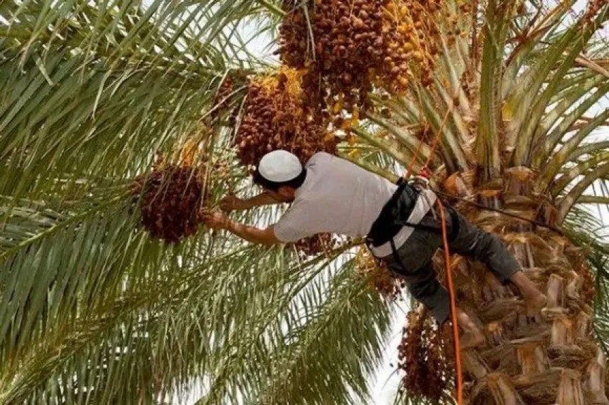 البرحي والمجدول يشعلان نار التصدير المصري للخارج