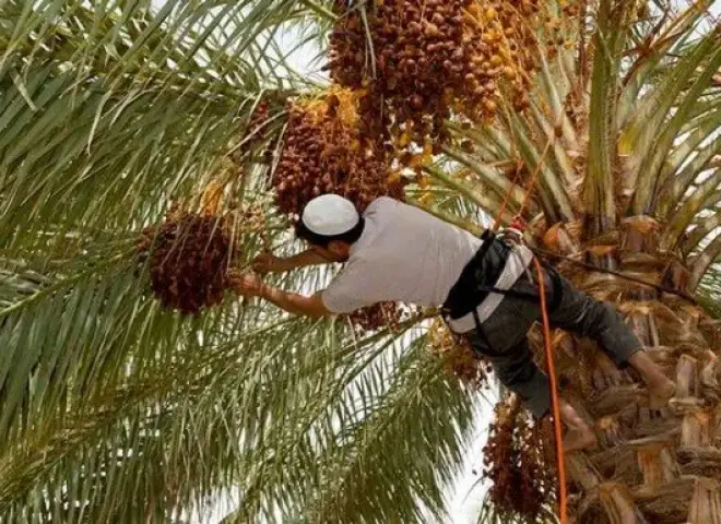 البرحي والمجدول يشعلان نار التصدير المصري للخارج