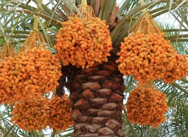 مواجهة حرارة الصيف.. توصيات علمية لحماية محصول البلح وتحسين جودته