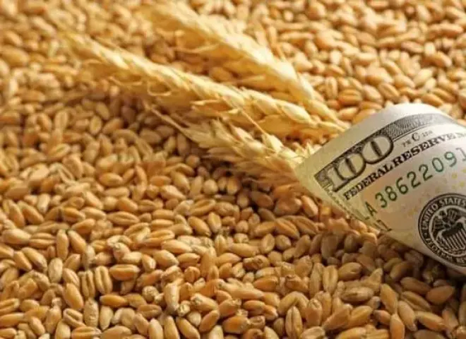 تدهور جودة القمح في أوكرانيا يضغط على الأسعار
