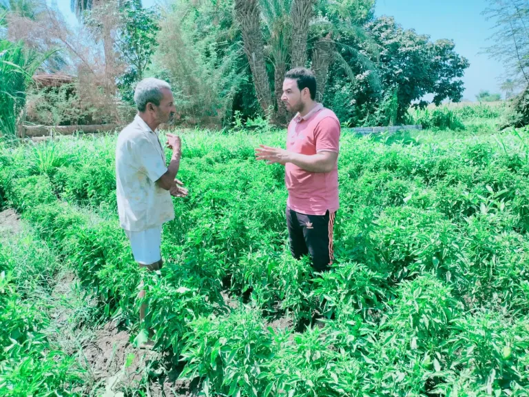 خبير زراعي: الرماد حل جذري لحشيش السعد