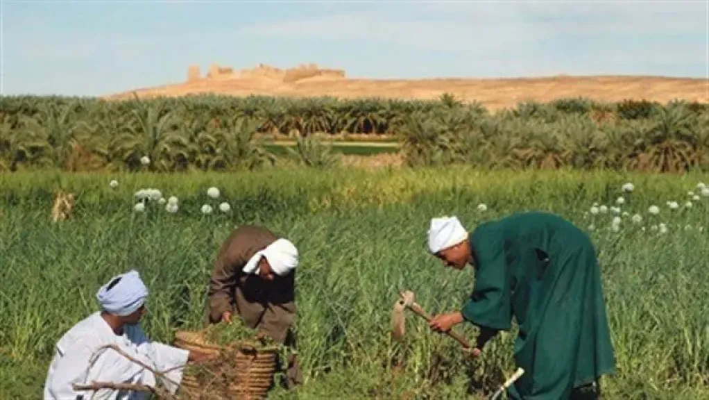 أسيوط تطلق مسابقة كبرى لدعم الزراعة وتحفيز الإنتاج المحلي
