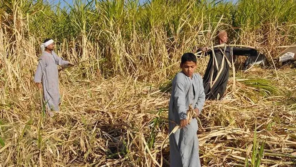 مدير المحاصيل السكرية: شتلات القصب وفرت 30% من مياه الري