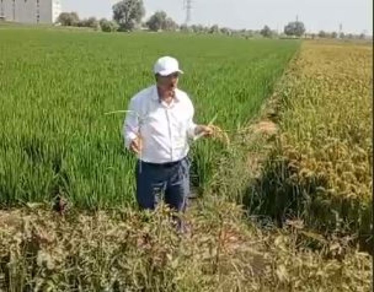 5 طن أرز من فدان يوفر 2000 متر مكعب في 110 أيام
