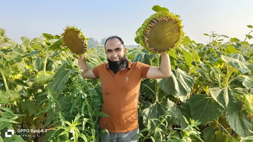 نتائج مُبشرة لمعاملة بذور  دوار الشمس بمركبات النانو