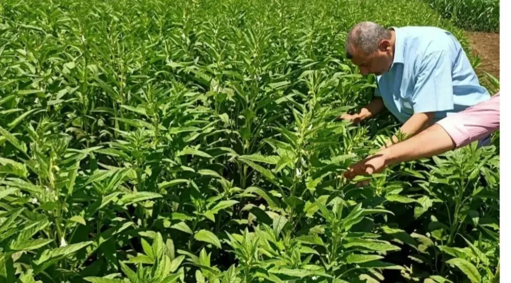 محافظ أسيوط يشدد على تعزيز الإرشاد الزراعي لتحسين الإنتاج