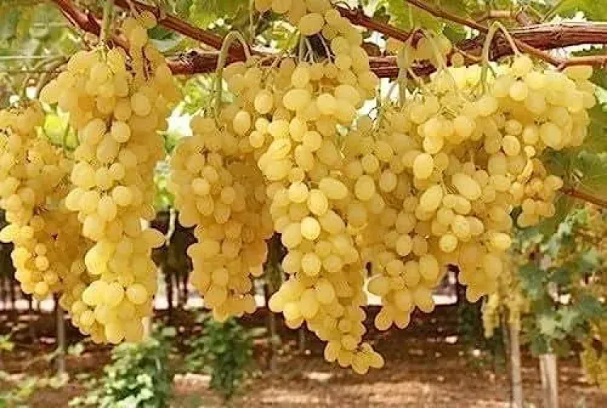 خبراء الفاكهة يحذرون من التوسع في زراعة العنب