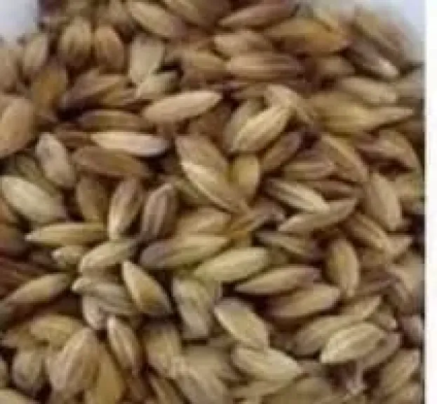 تشوه حبوب الأرز.. خطر صامت يهدد المحصول والتقاوي