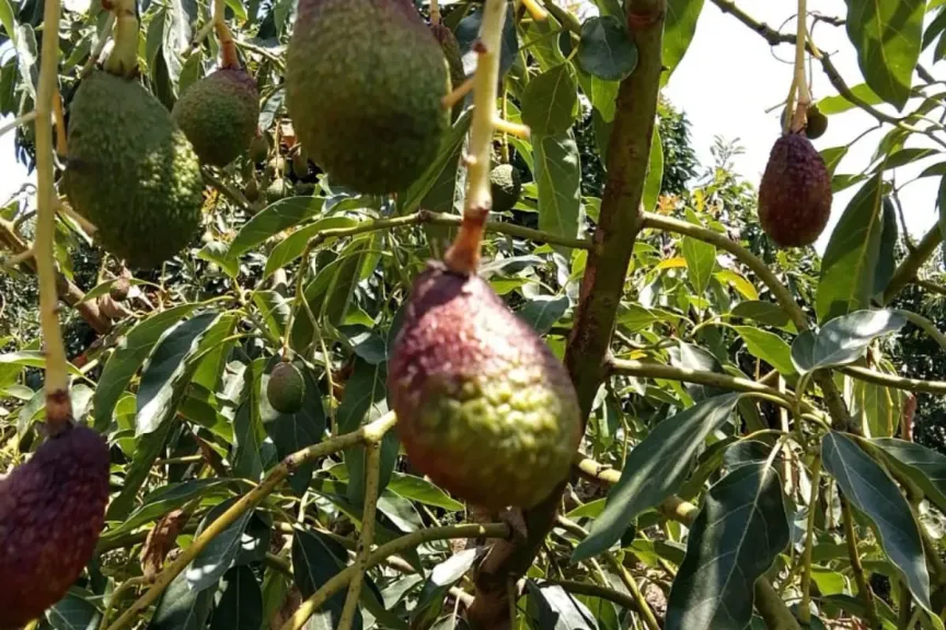 موجة حر تضرب محاصيل الأفوكادو المغربية وتخفض الإنتاج للنصف