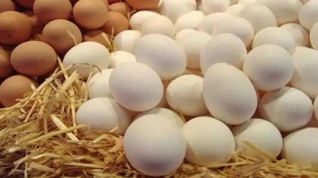 ارتفاع جديد بأسعار كرتونة البيض بالمزارع والشركات اليوم الأربعاء