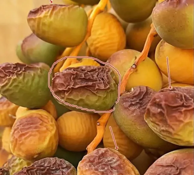 ضربة الشمس تصيب التمور وتخفض أرباح المزارعين