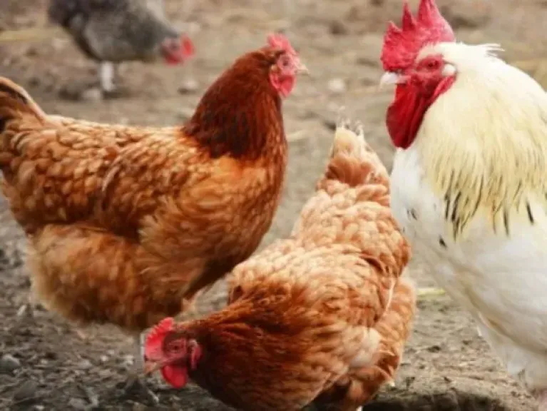 لأول مرة.. العلماء يوضحون كيف ينام الدجاج